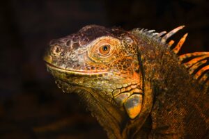 iguanas-“invasoras”-foram-poupadas-da-extincao:-descoberta-genetica-muda-tudo