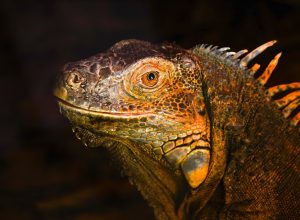 iguanas-“invasoras”-foram-poupadas-da-extincao:-descoberta-genetica-muda-tudo